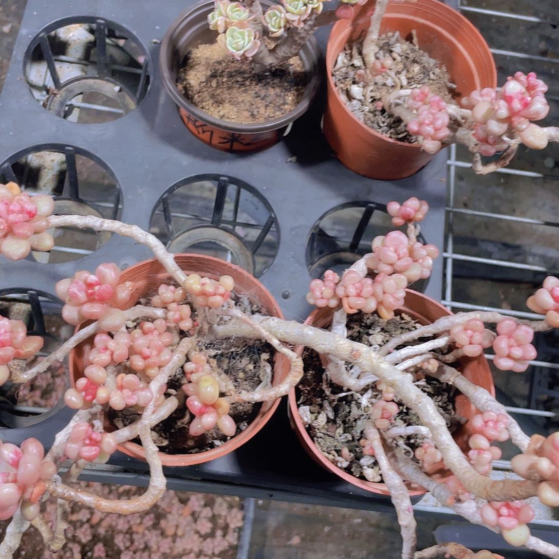 ༄****忘川姐姐一物一拍