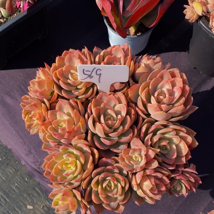 569丝绸面纱肉肉肉肉肉