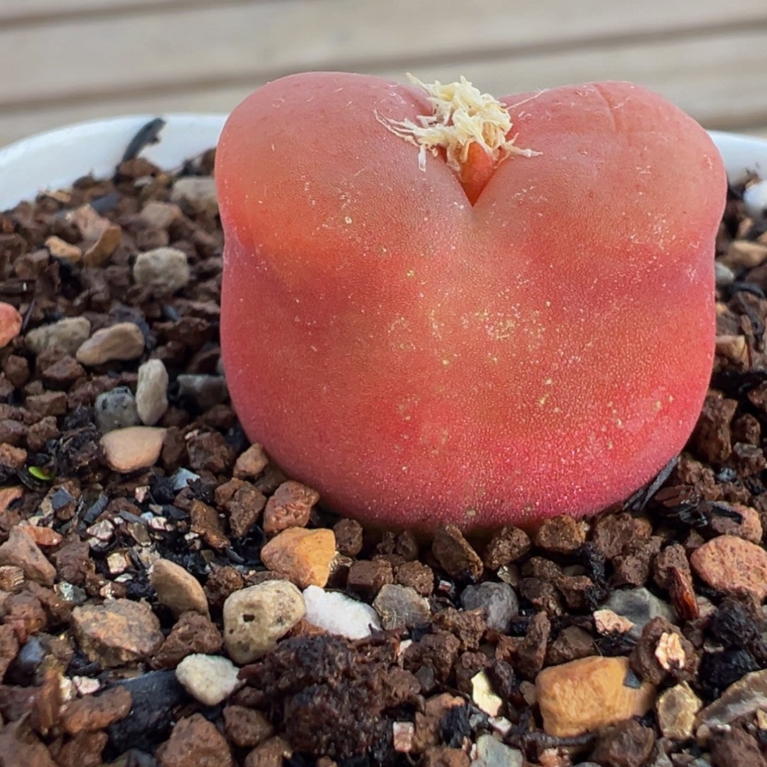 785多肉植物种类多样