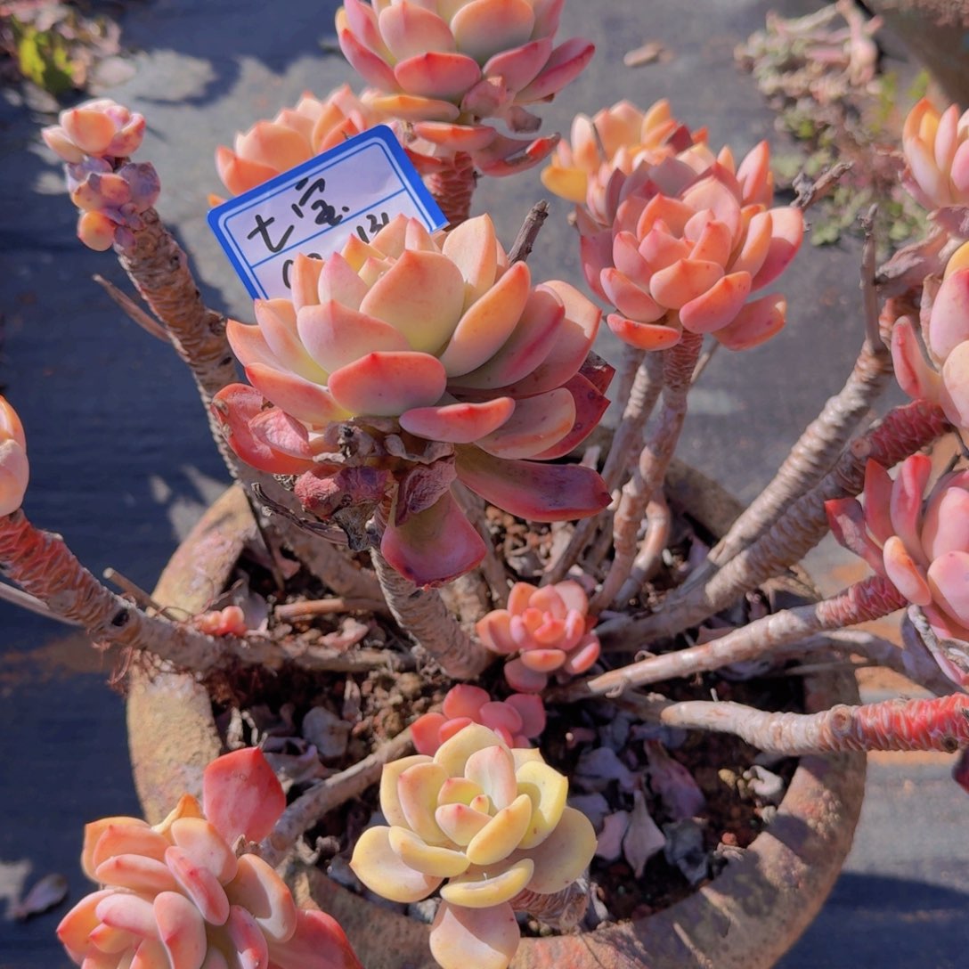 七*七宝白月光凡艺多肉