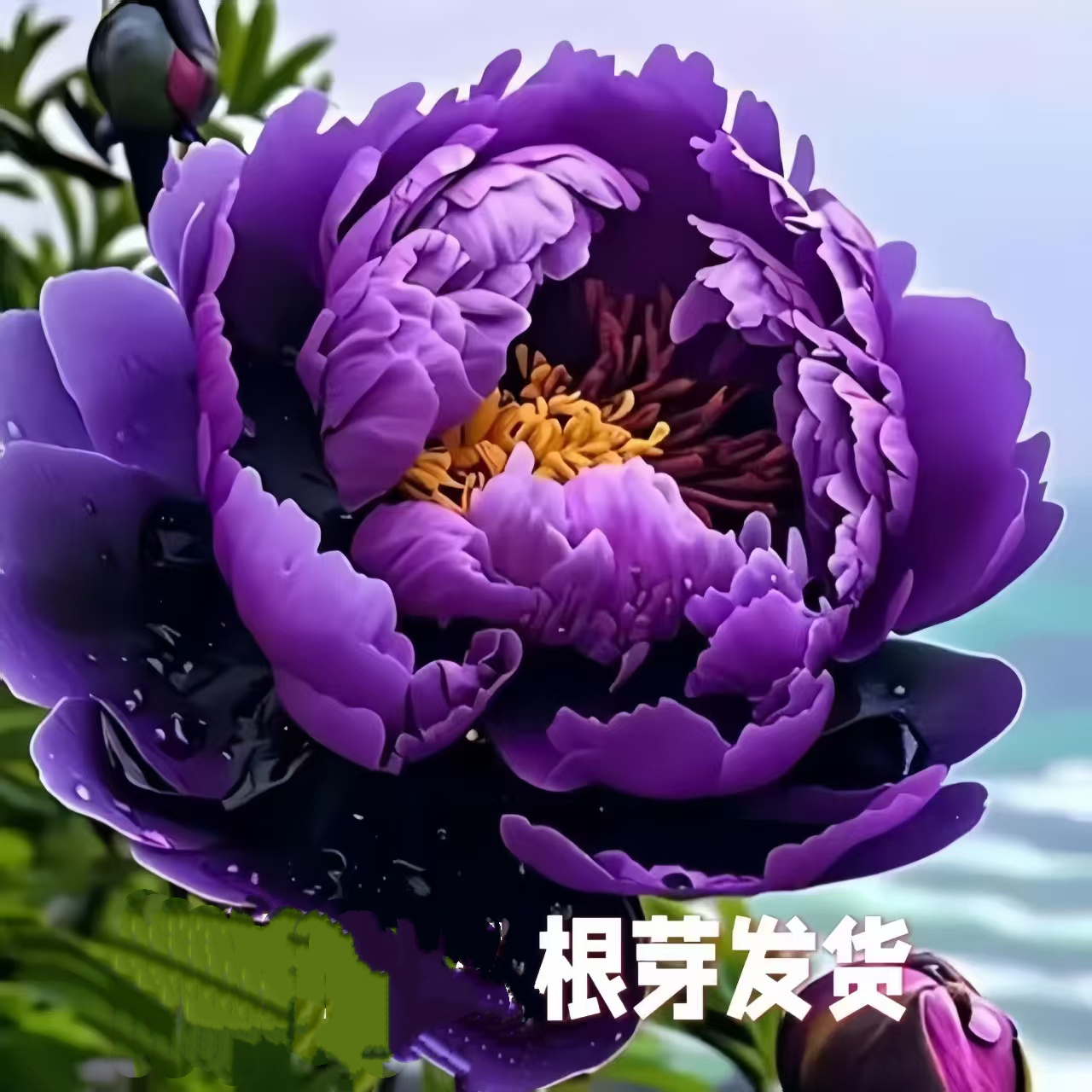 缠枝牡丹花苗小苗四季攀爬重花瓣宿根多年生花卉原土栽培切勿分苗