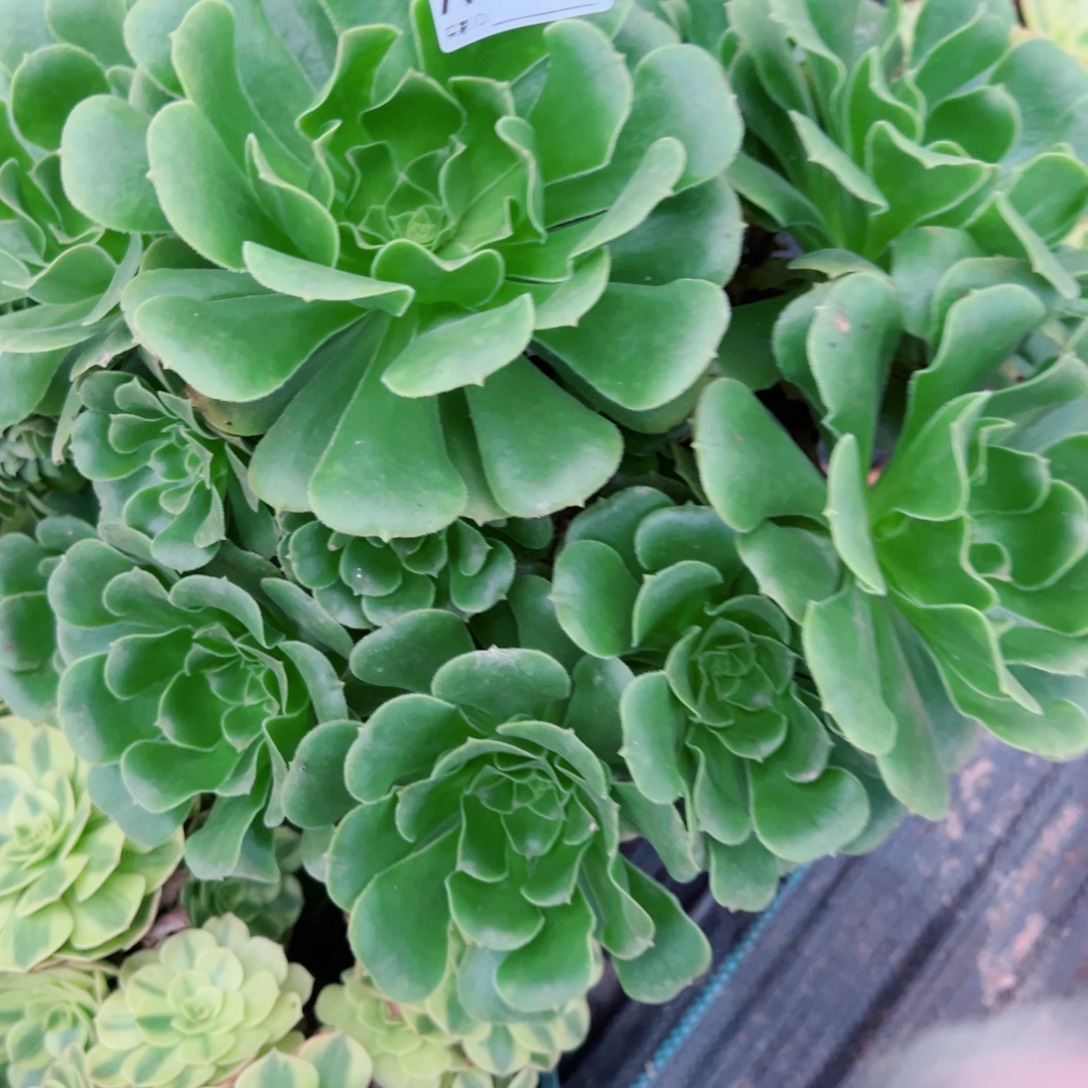 136绿羊绒法师多肉植物法师