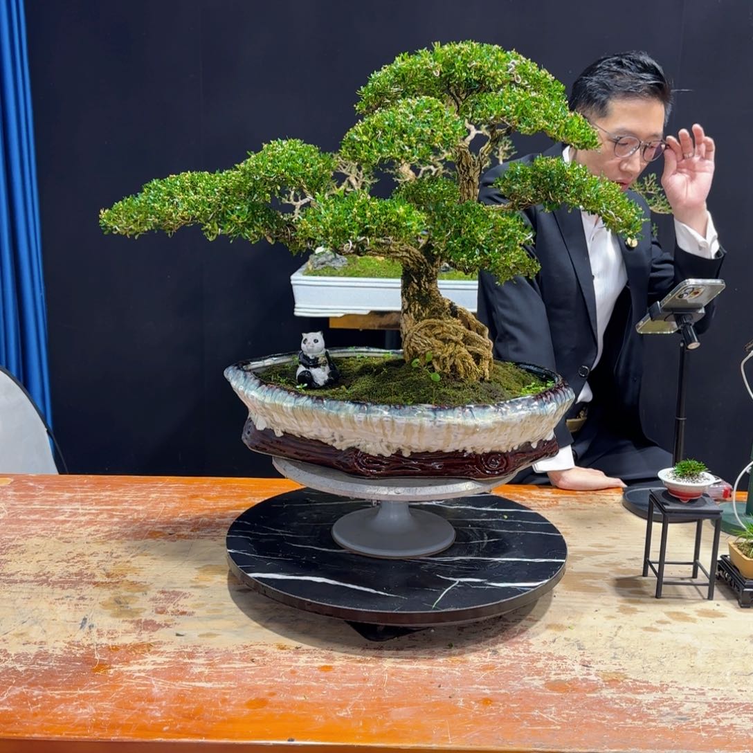 黄杨室内室外盆景艺术