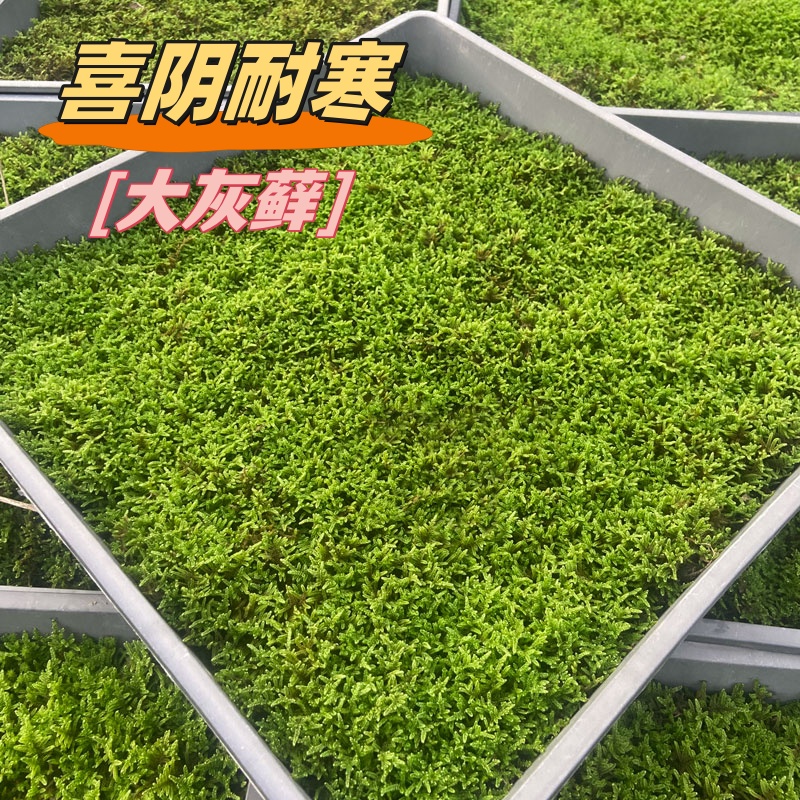 （大灰藓）人工驯化室外遮荫区苔藓庭院鲜活苔藓庭院造景假山造景观