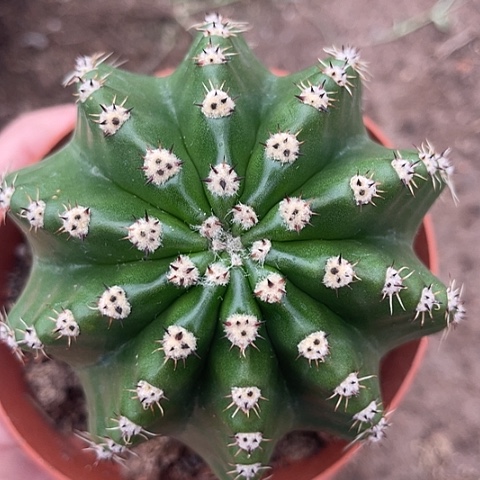 十棱高绒短刺彩草