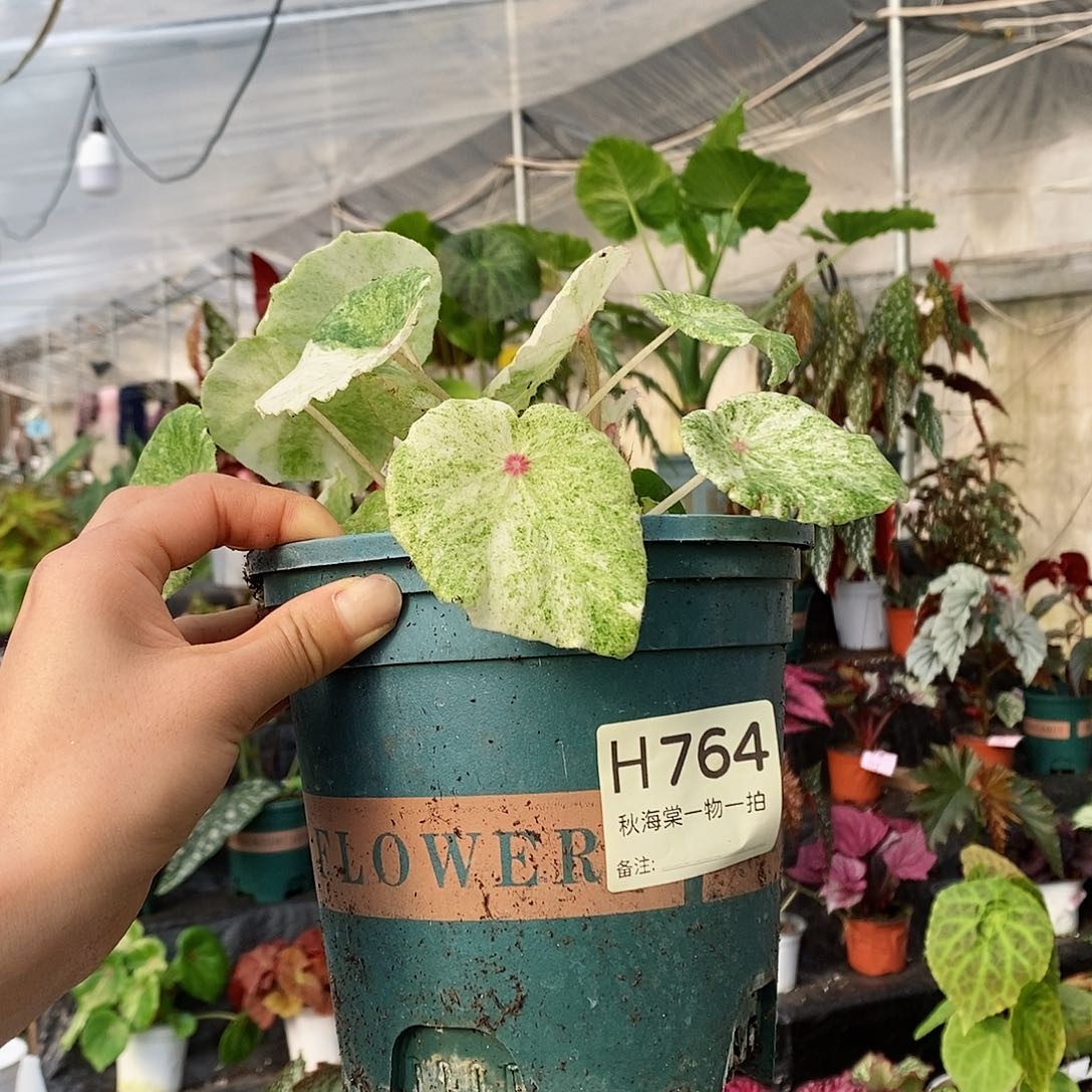 不开花植物吧*啦秋海棠764