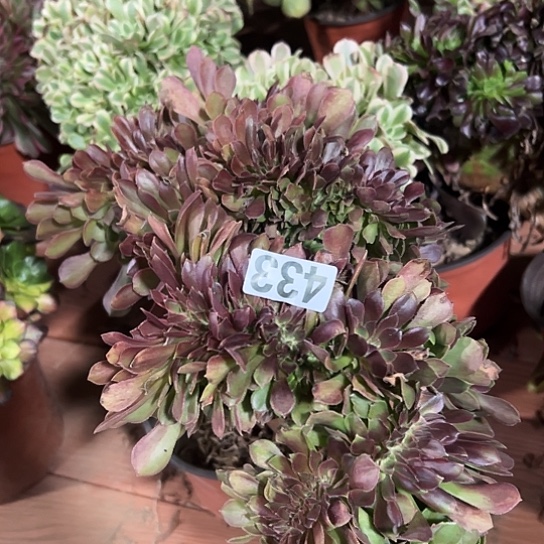 用***4多肉植物一个七彩433