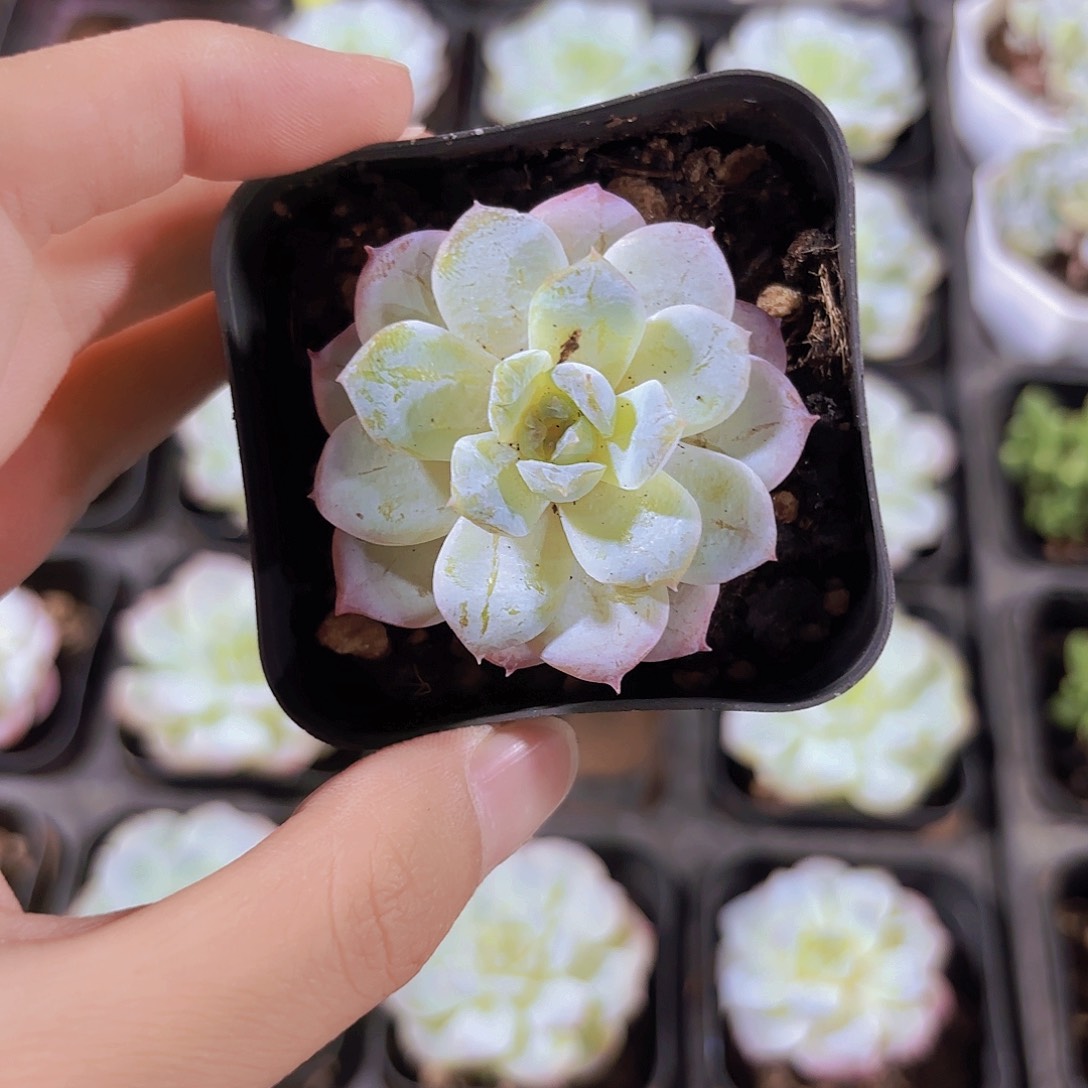精品冰魄雪颜多肉植物