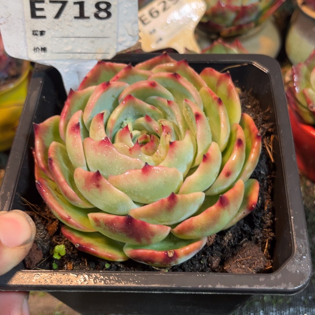 惊鸿一瞥718号多肉