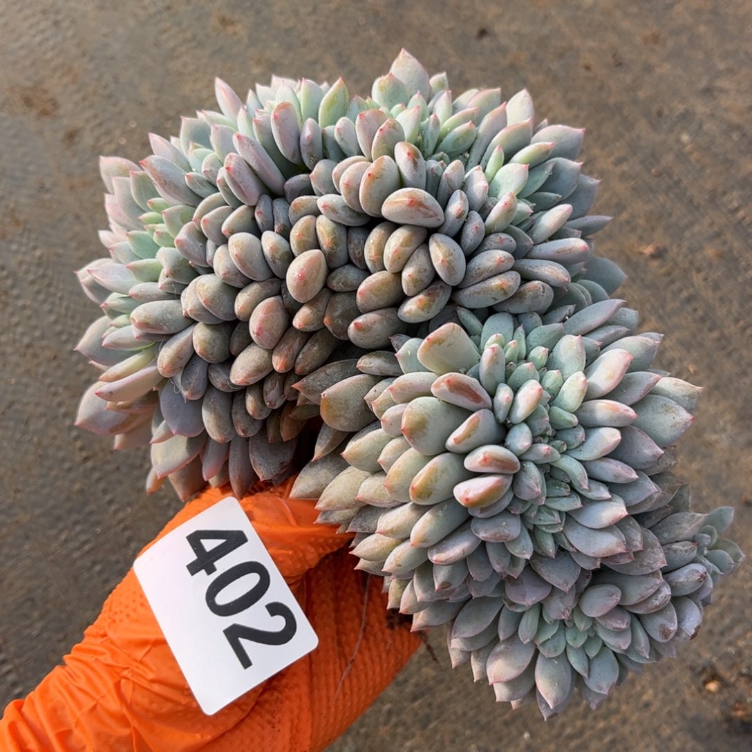 402号新疆西藏内蒙古不包邮