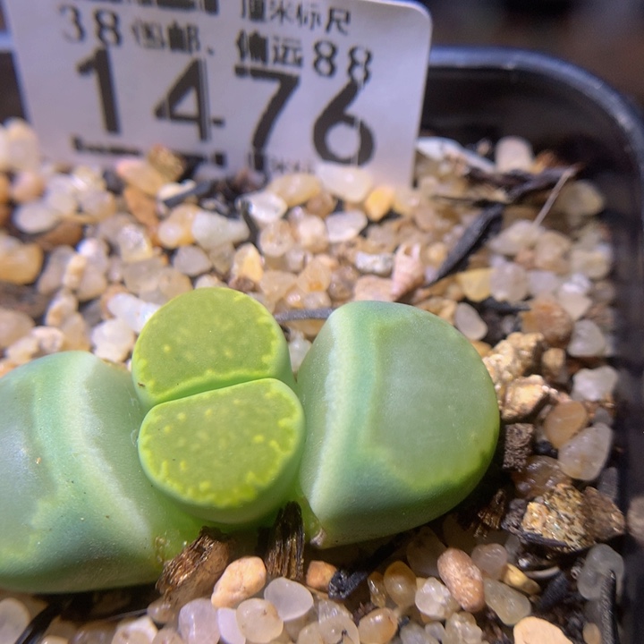 Sss精品生石花1476