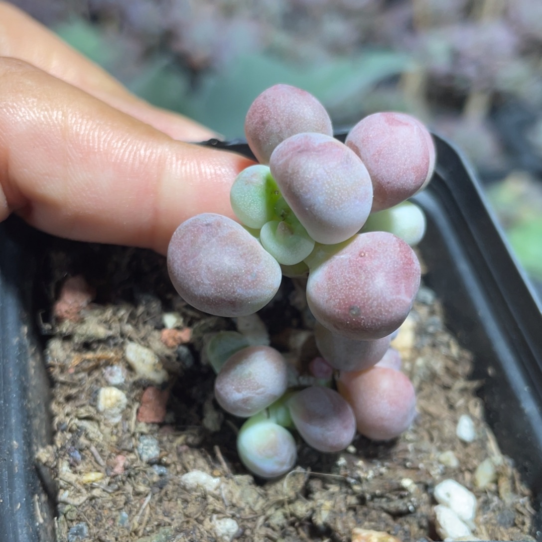 桃花奶酪多肉植物