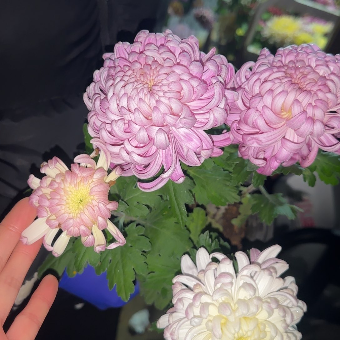 无花朵c6666666666