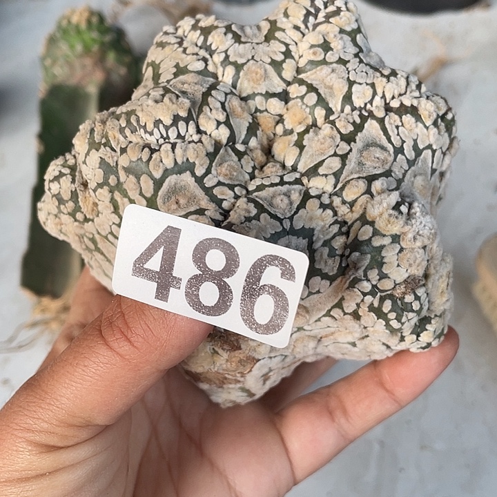 无根486号仙人球一颗