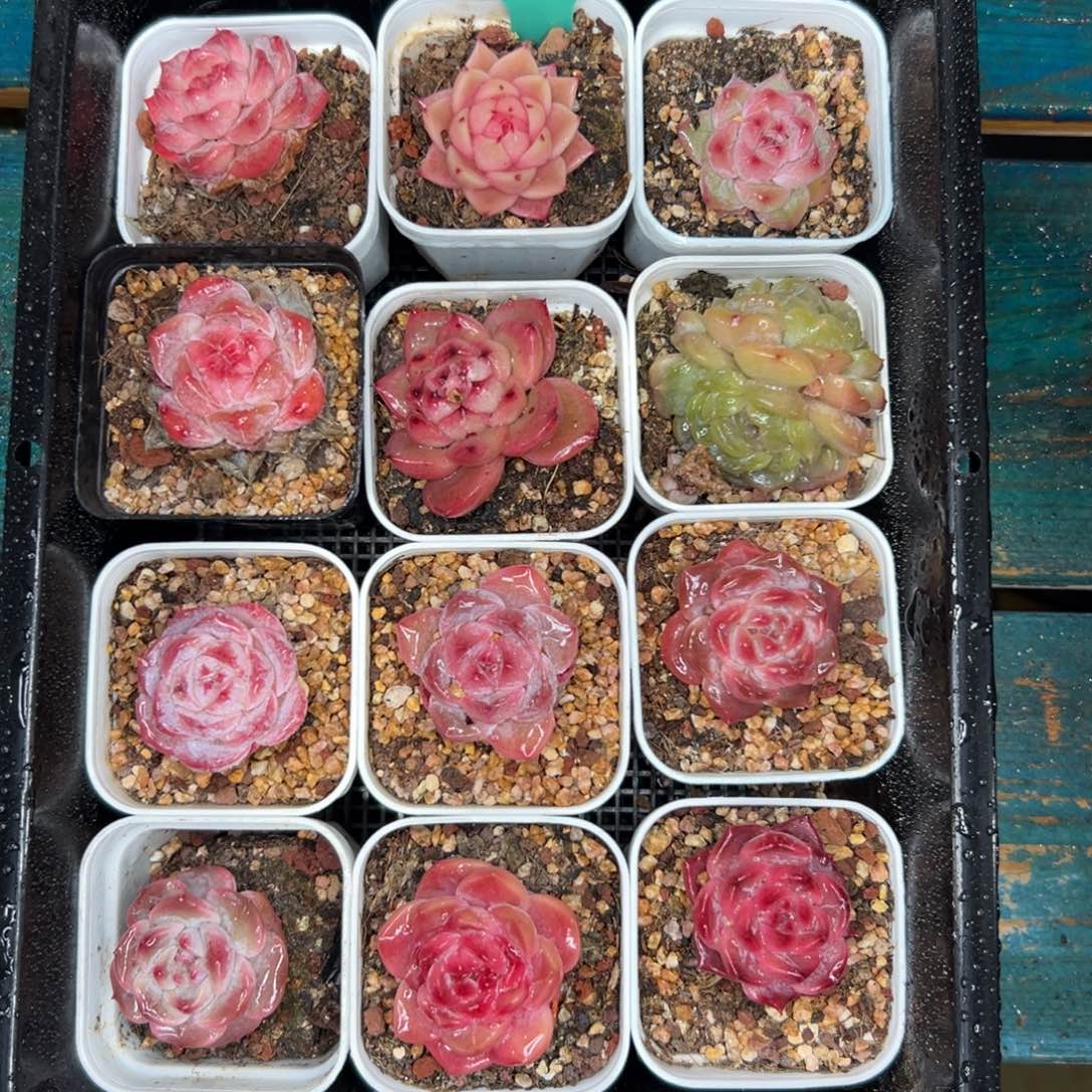 多肉一物一拍0112.198