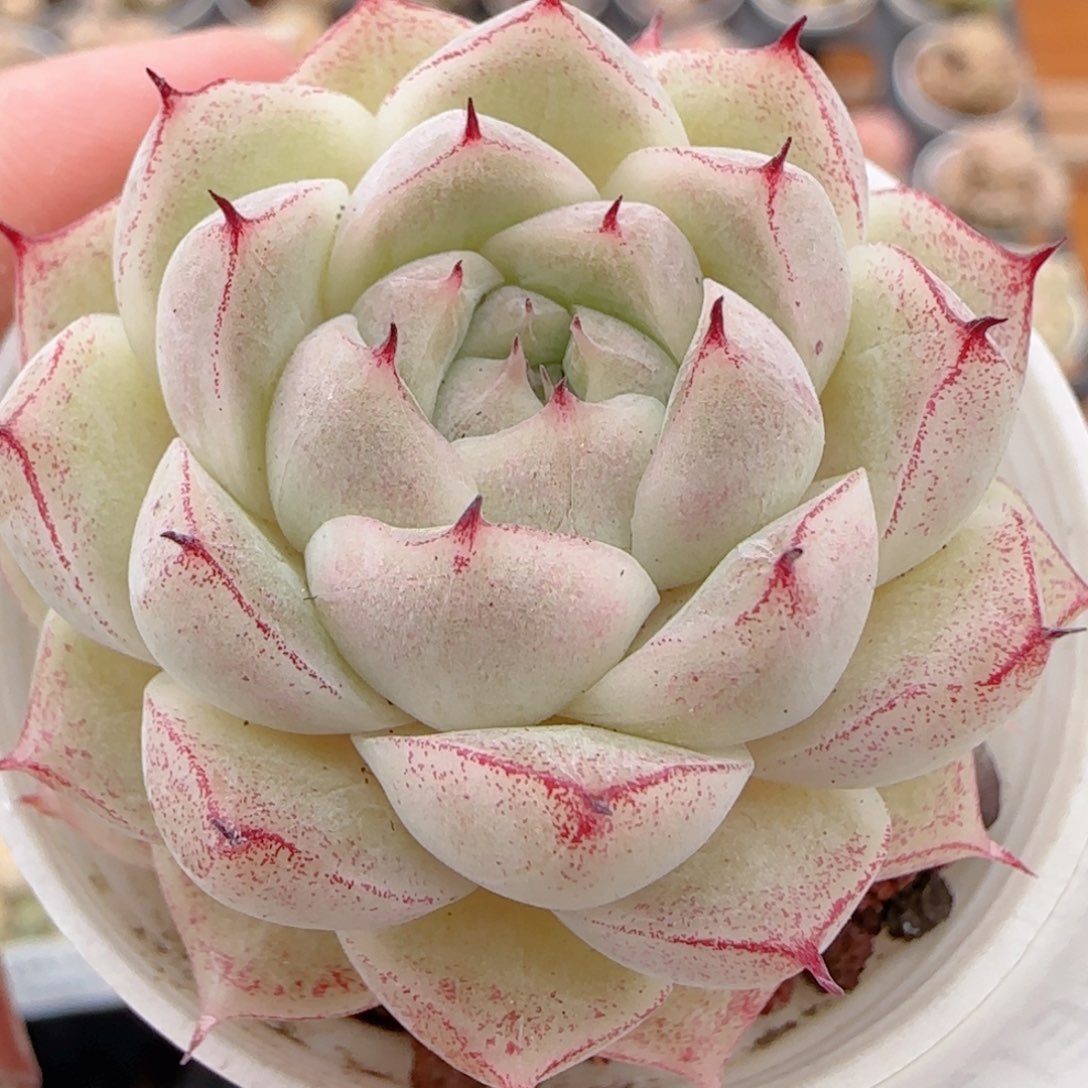 花语多肉1224-248魔仙