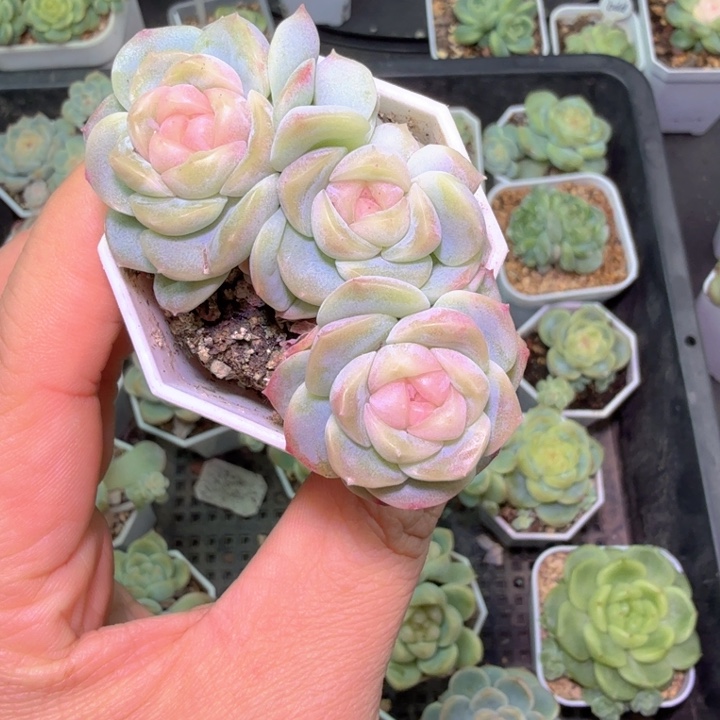 良辰多肉植物群生