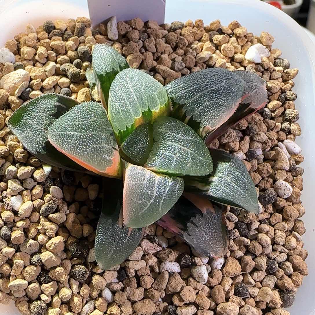 143号大久保克锦一物一拍带盆土