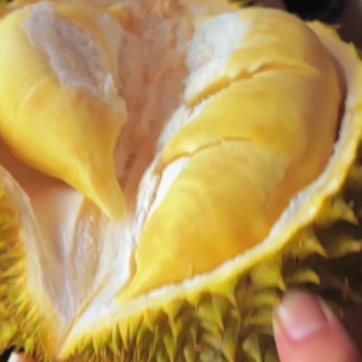 泰国金枕榴莲树熟金枕榴莲核小干包黄肉鲜榴莲现场称重4-8斤左右金枕泰国