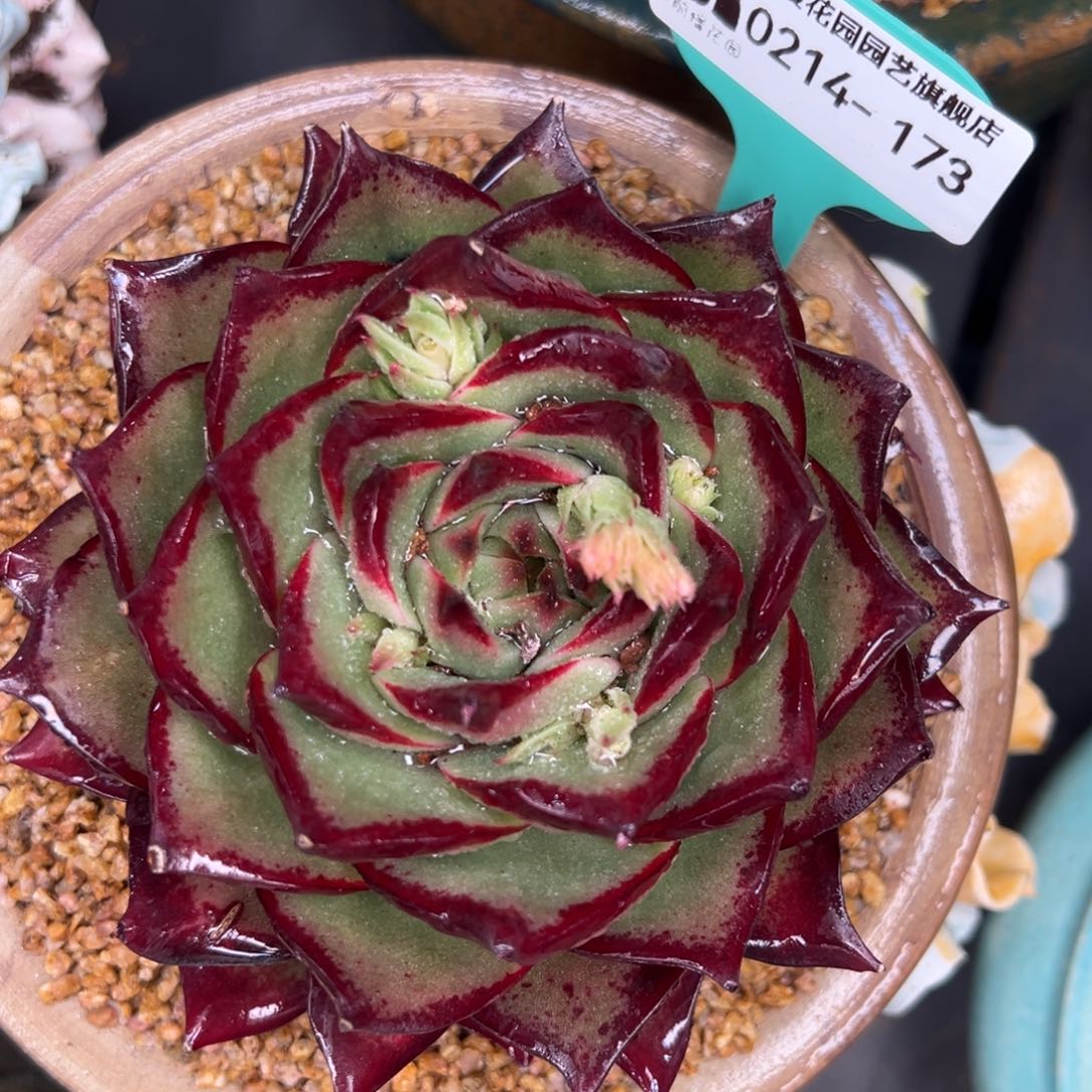 从前慢多肉精选编号0214.173