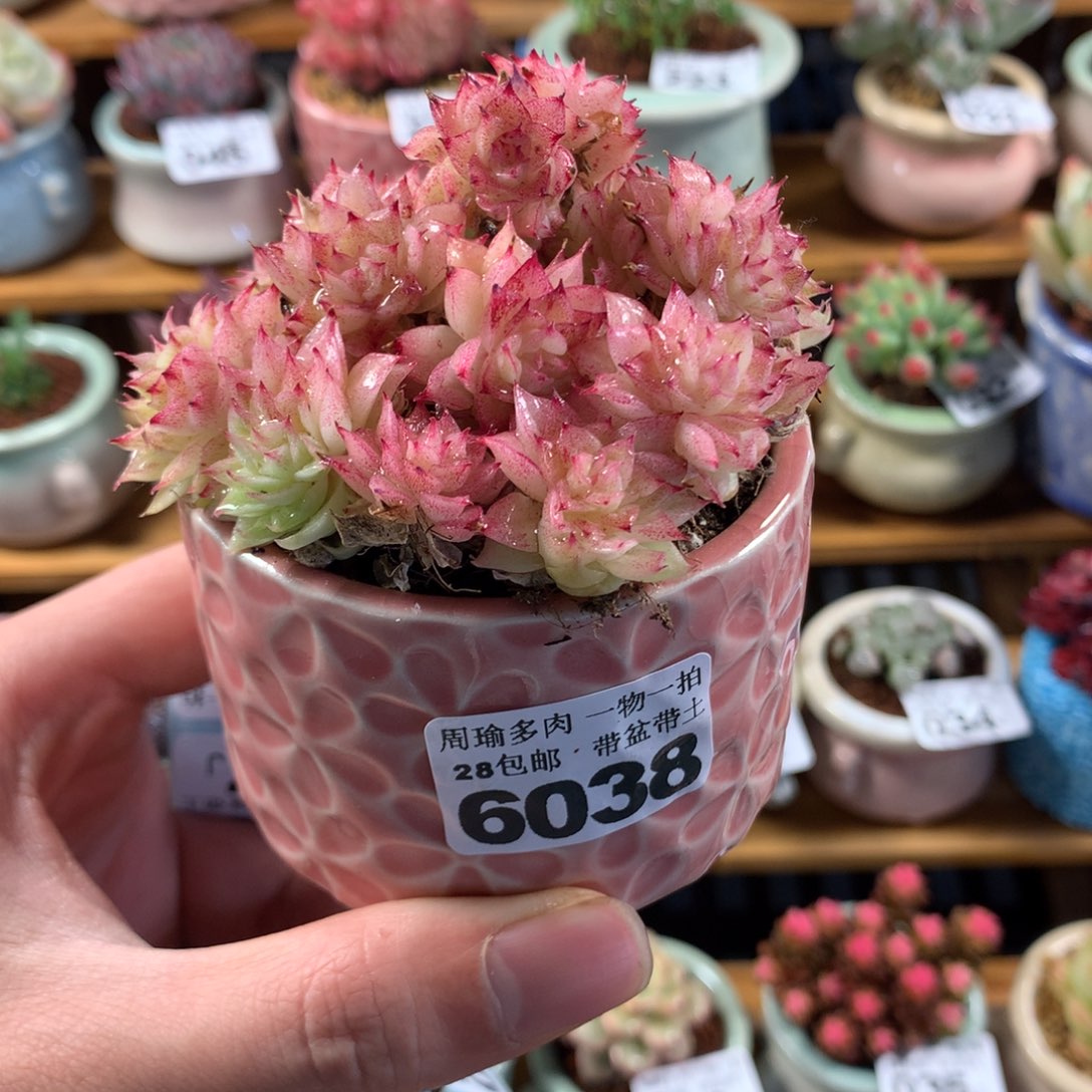 5厘米盆精控多肉6038