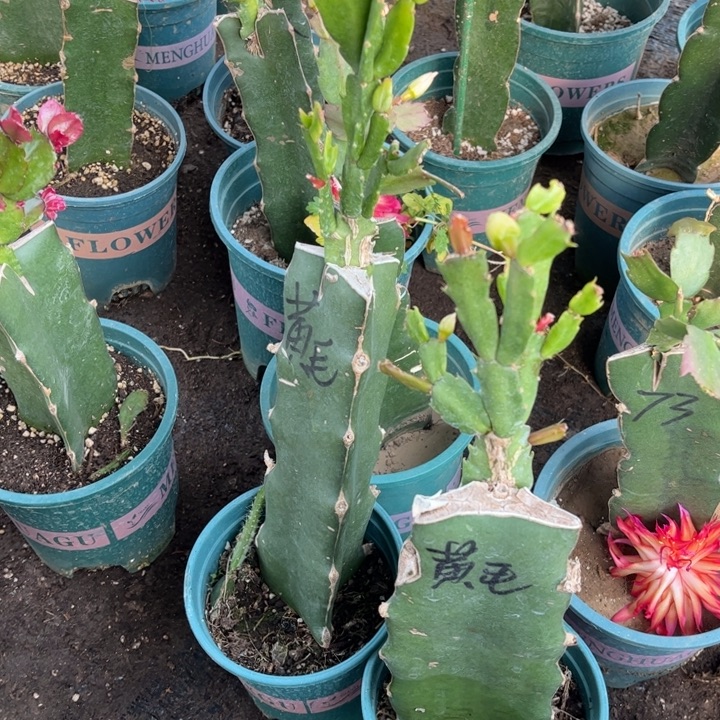 家***金12号黄羽毛0000000