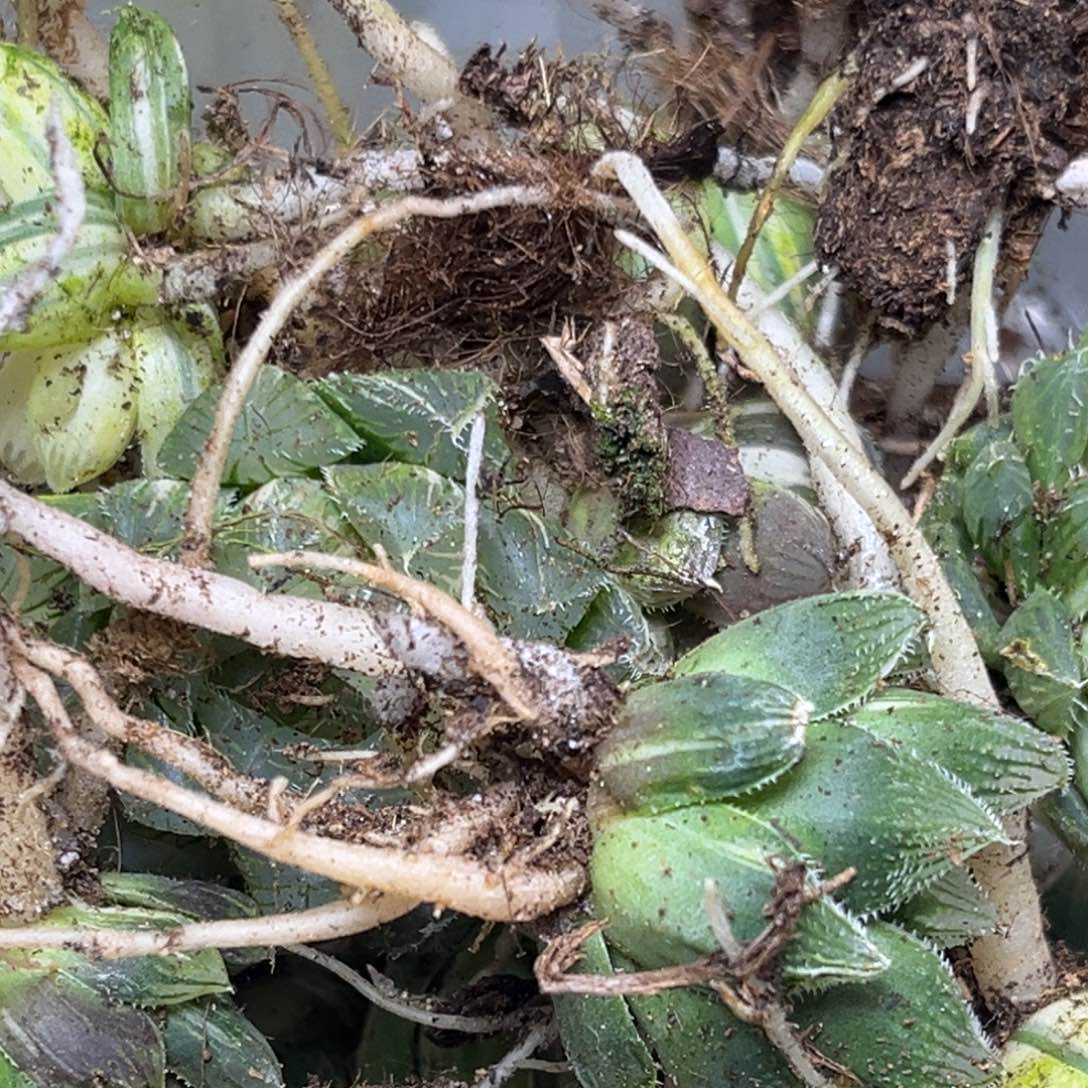 十二卷多肉植物2088裸根