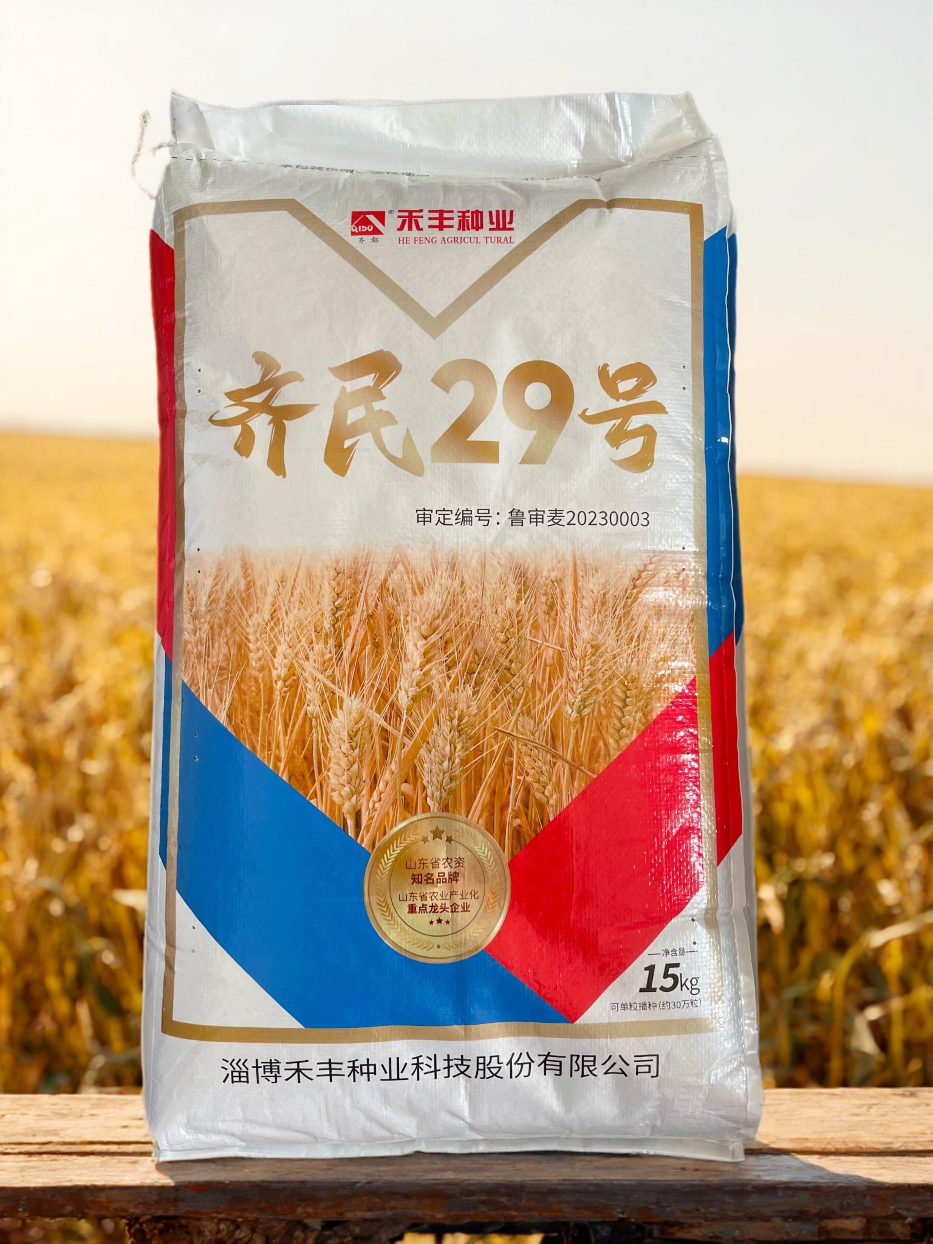 齐民2 1头大腰壮身子短的小麦
