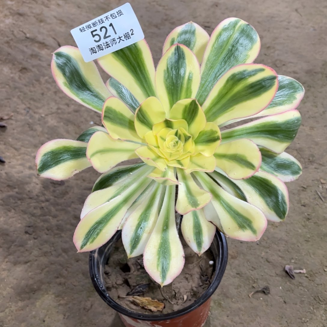 521燕资多肉植物法师