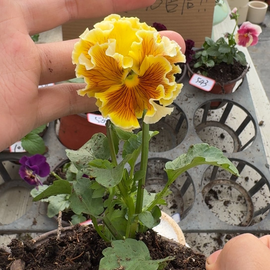 大部分花苞少量开放523