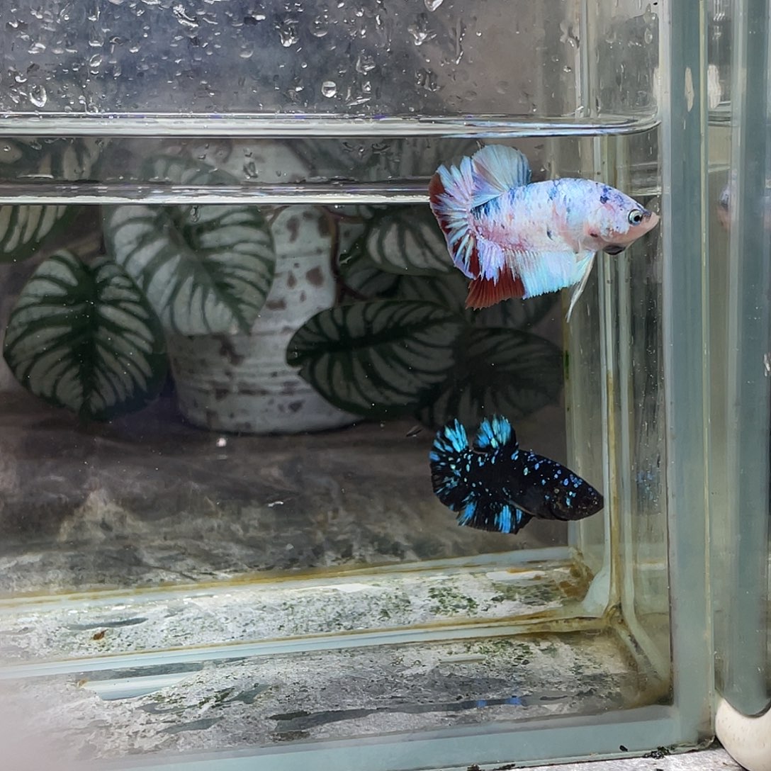 斗鱼育平斗鱼泰国斗鱼