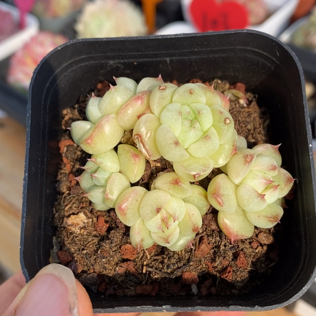 精品多肉一物． 一拍不包整129