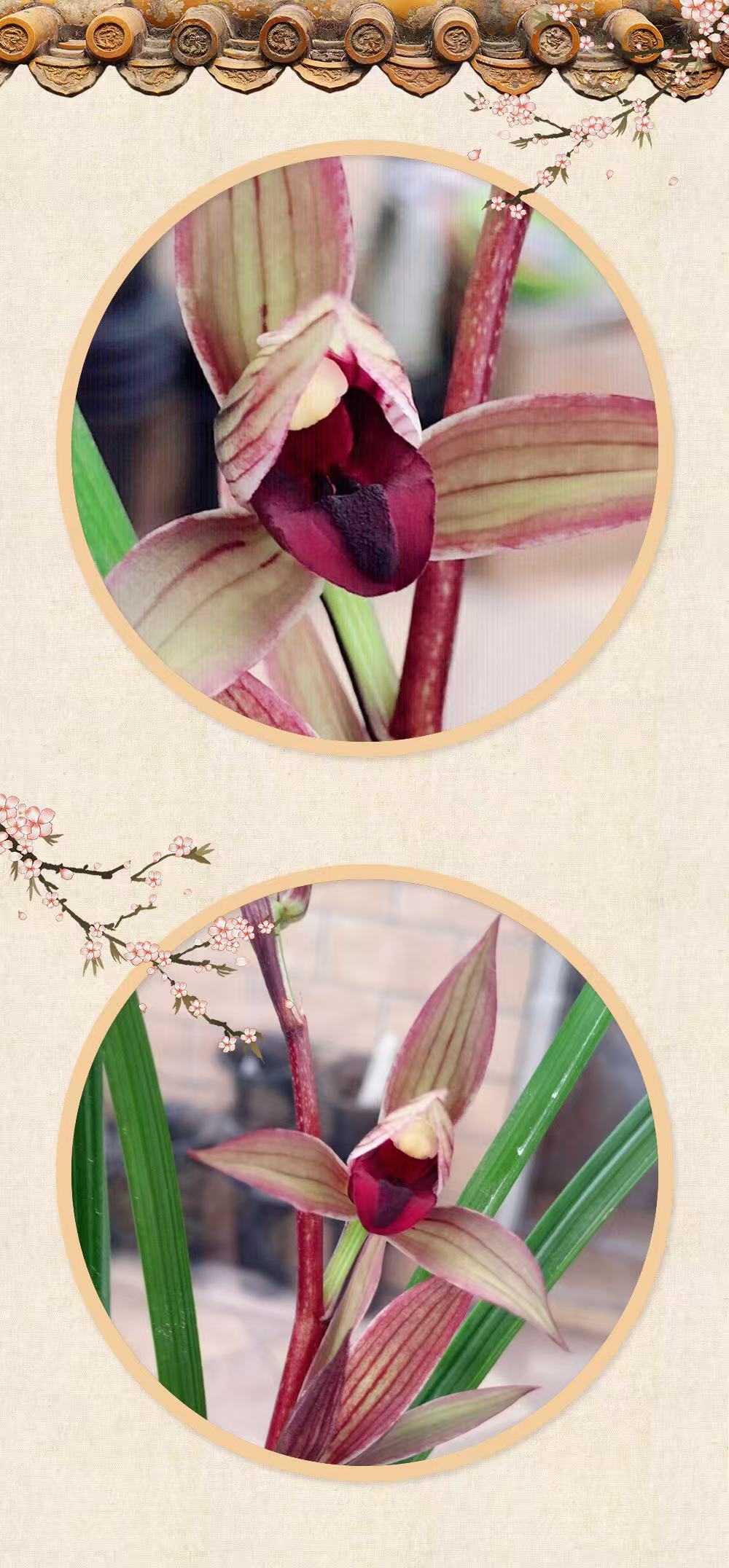 天信兰苑直拍链接1号