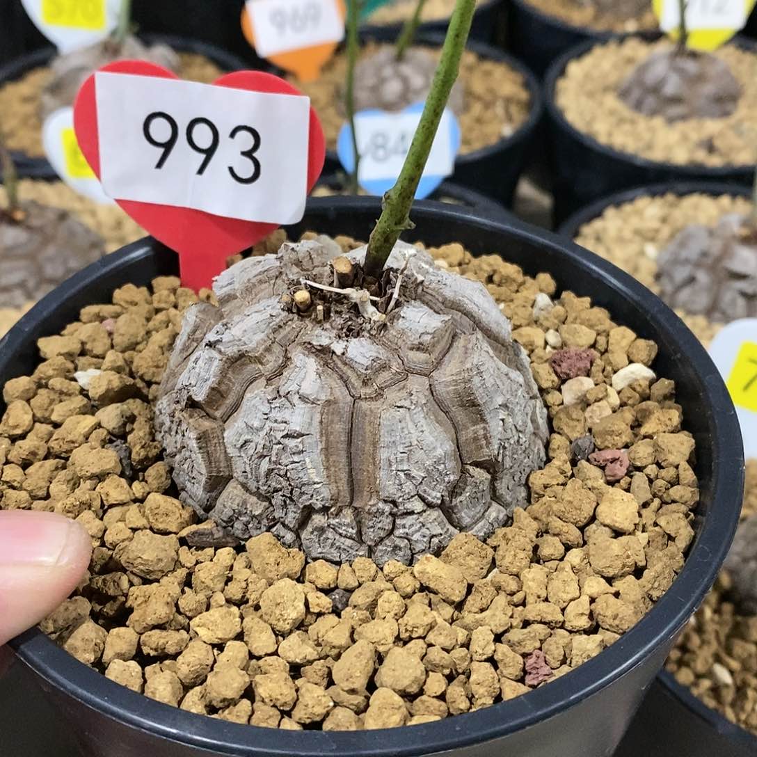 南非龟甲龙龟甲龙