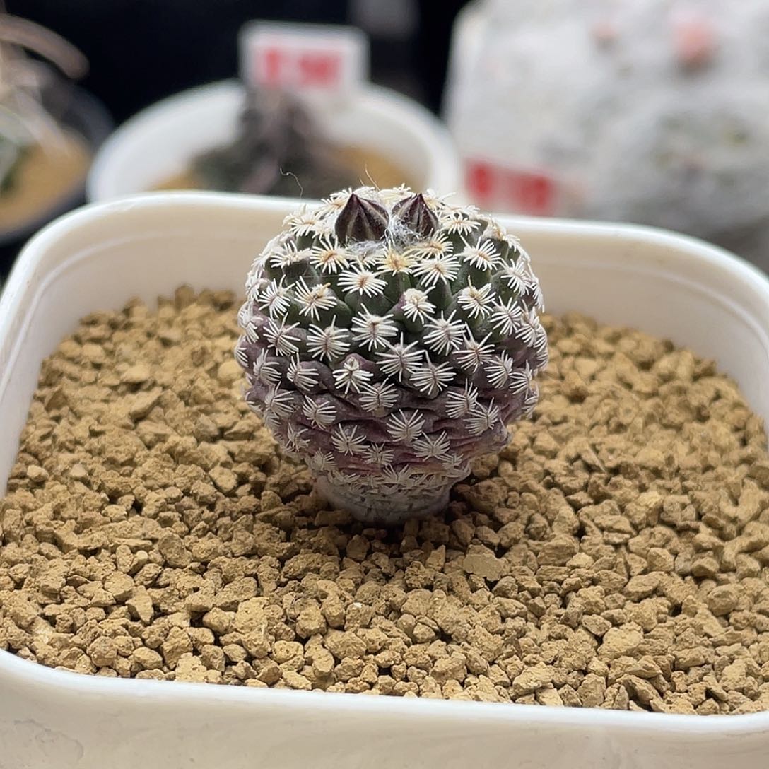 实生海胆娇丽仙人球多肉