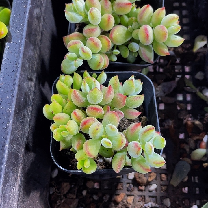 达磨福娘带盆土发货