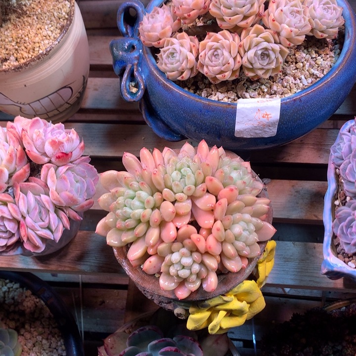 百搭翡翠z z z z z