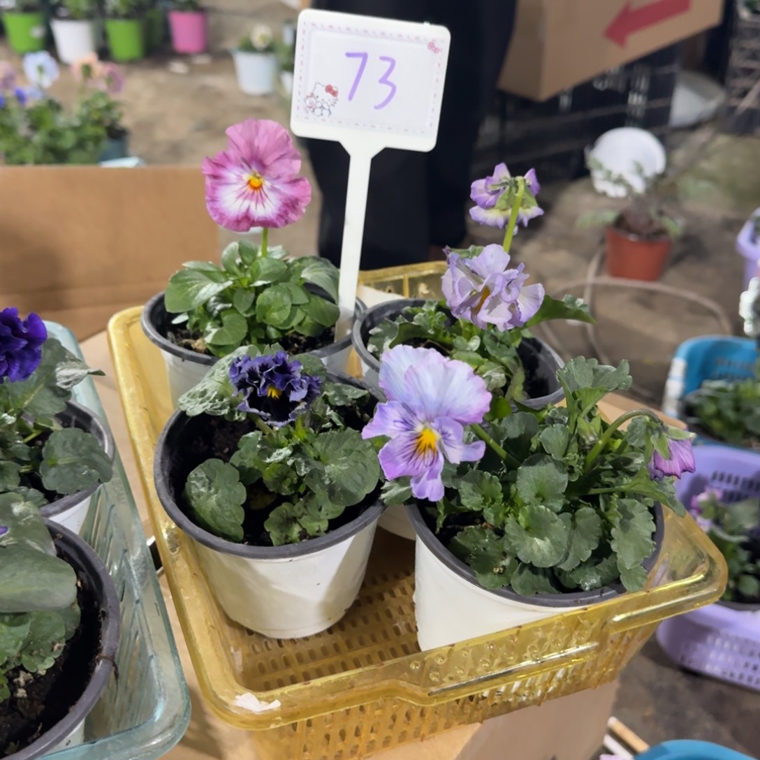 无花朵组合73号4棵角堇