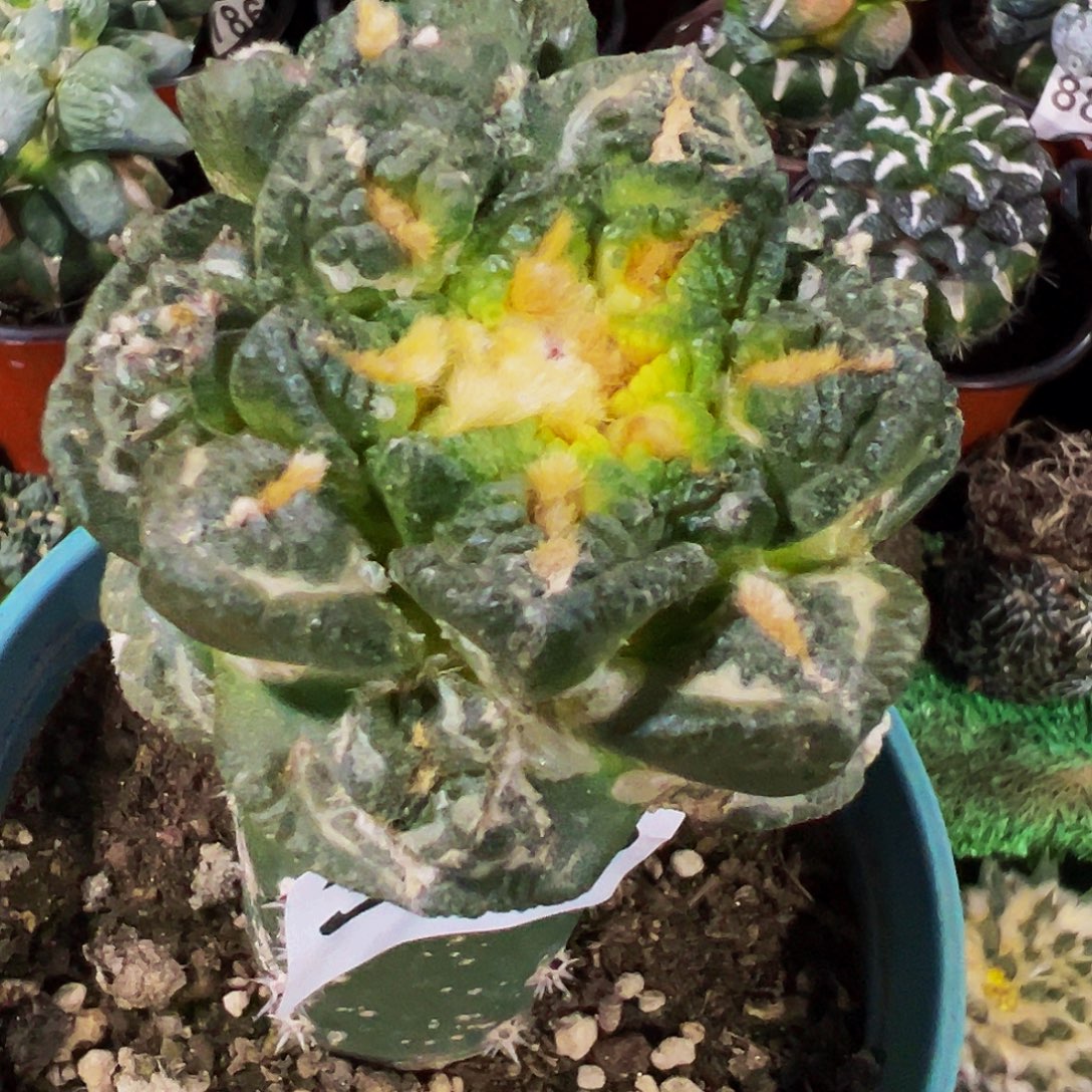 无花朵隔尤龟甲牡丹群360