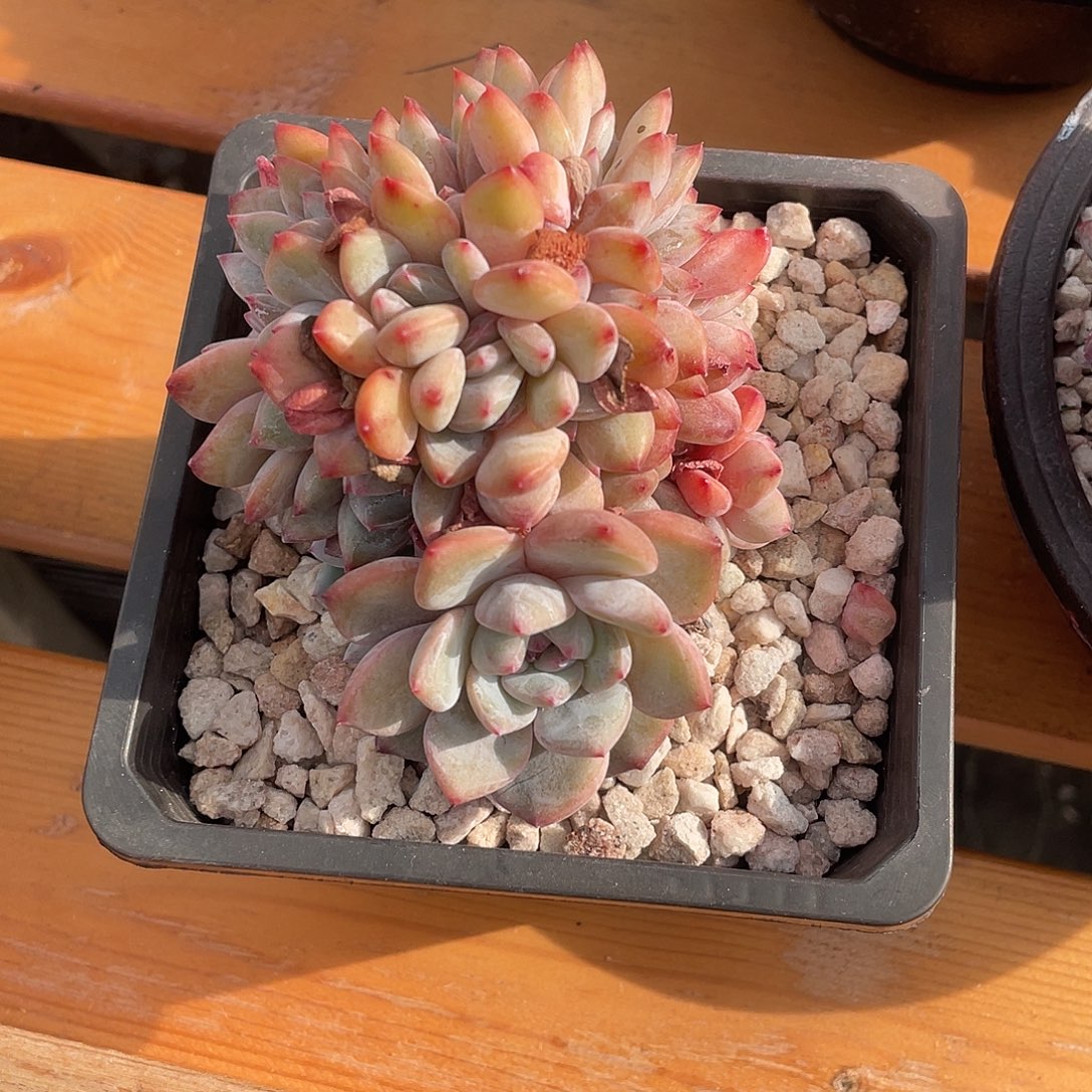 精选优质多肉植物