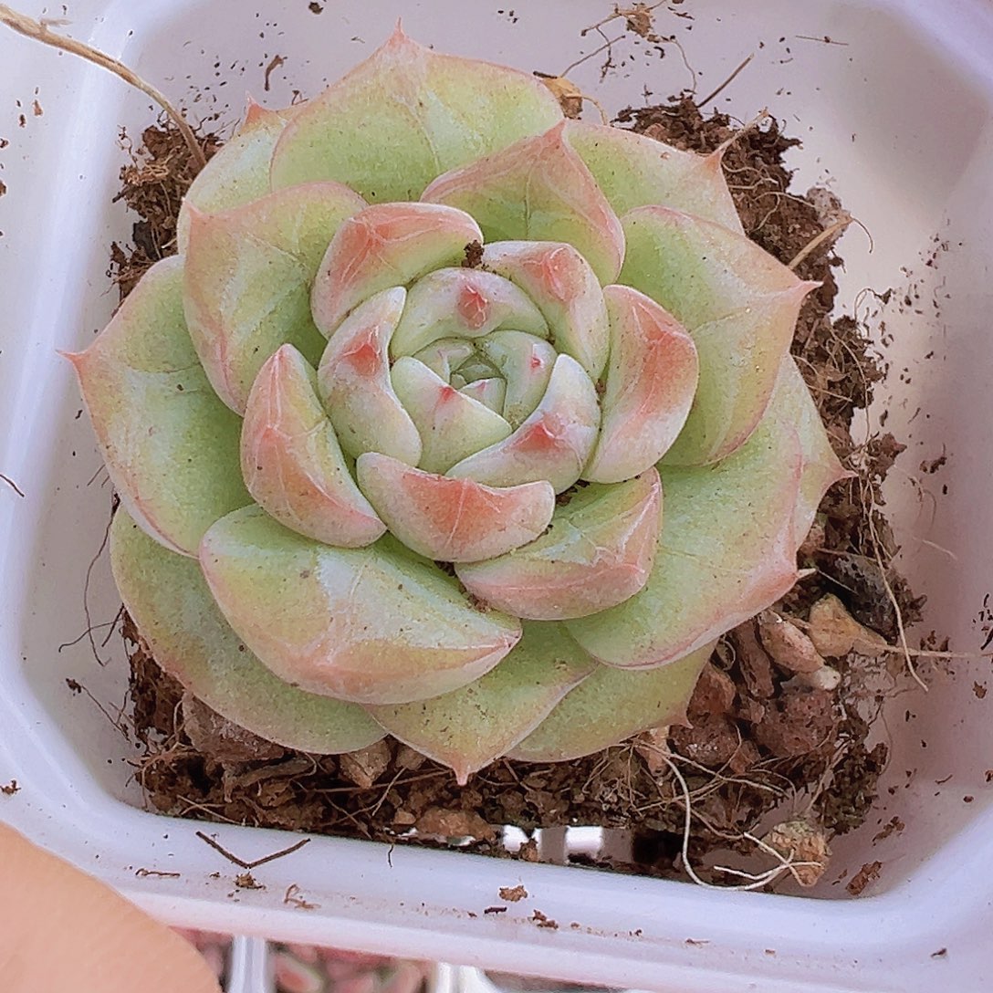 七仙女单头19包邮多肉