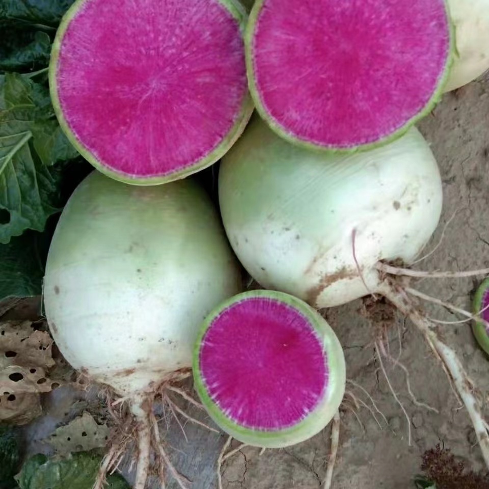 心里美萝卜新鲜青皮红心萝卜泡菜用萝卜1斤左右
