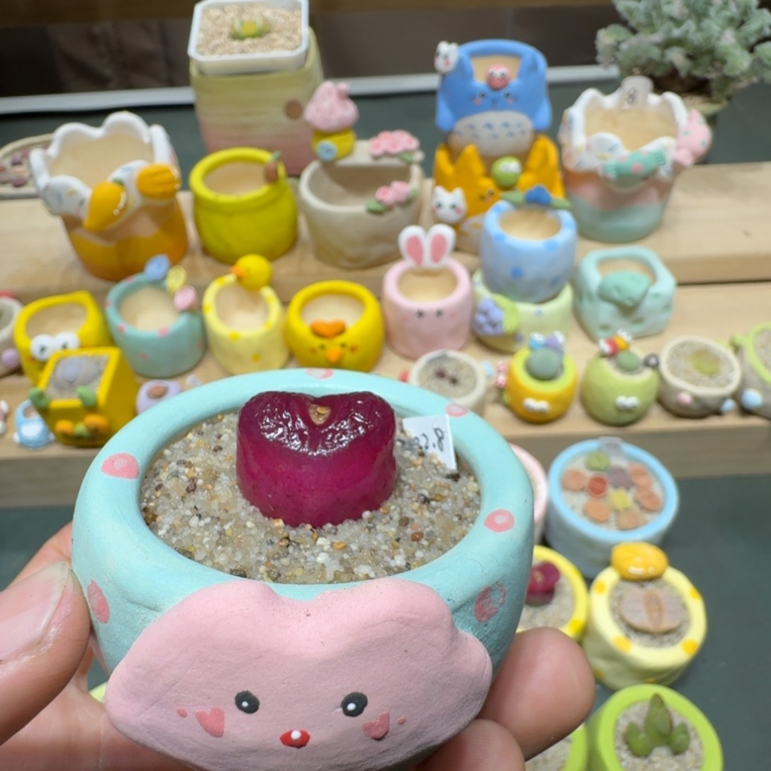 红陶蘑菇791毛汉尼