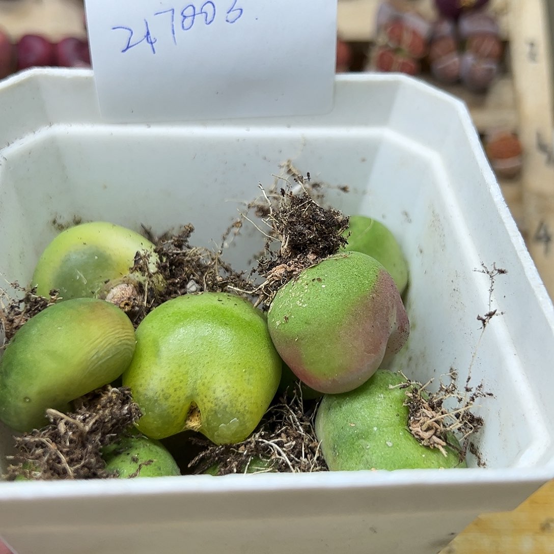 我****望217003/拿铁多肉植物馆