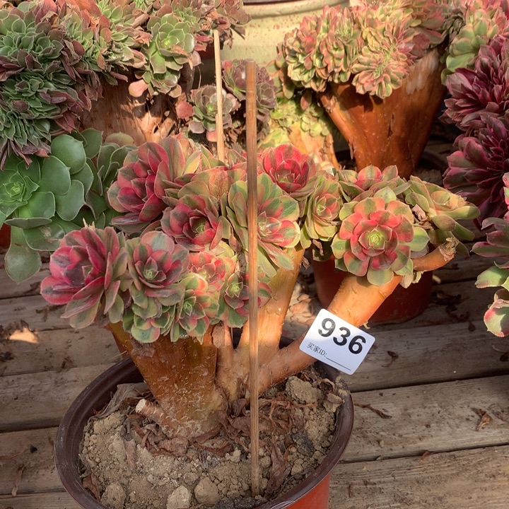 936雨荷朵朵缀砍头得多肉法师