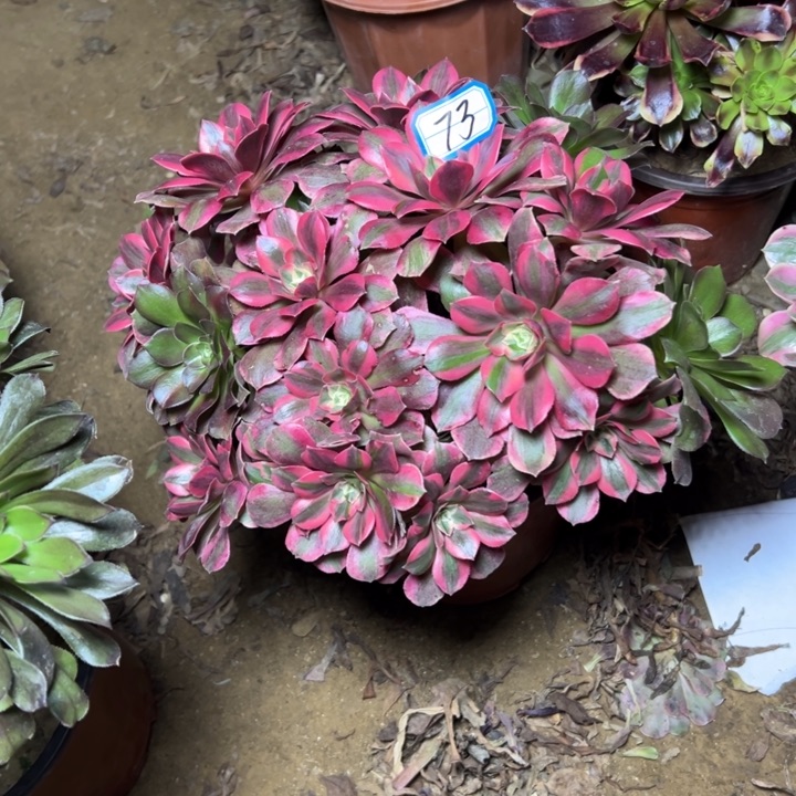 多肉植物阴阳法师73