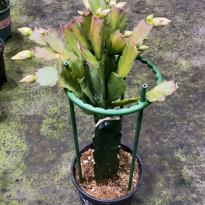 开***靡荷花仙子重瓣蟹爪兰