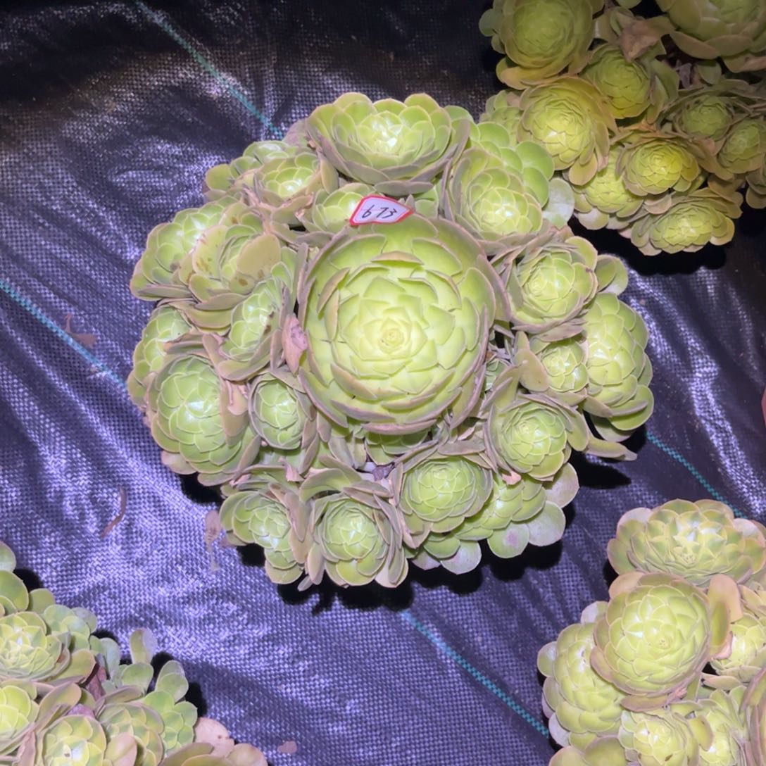 蓝***熙673多肉植物雨荷法师