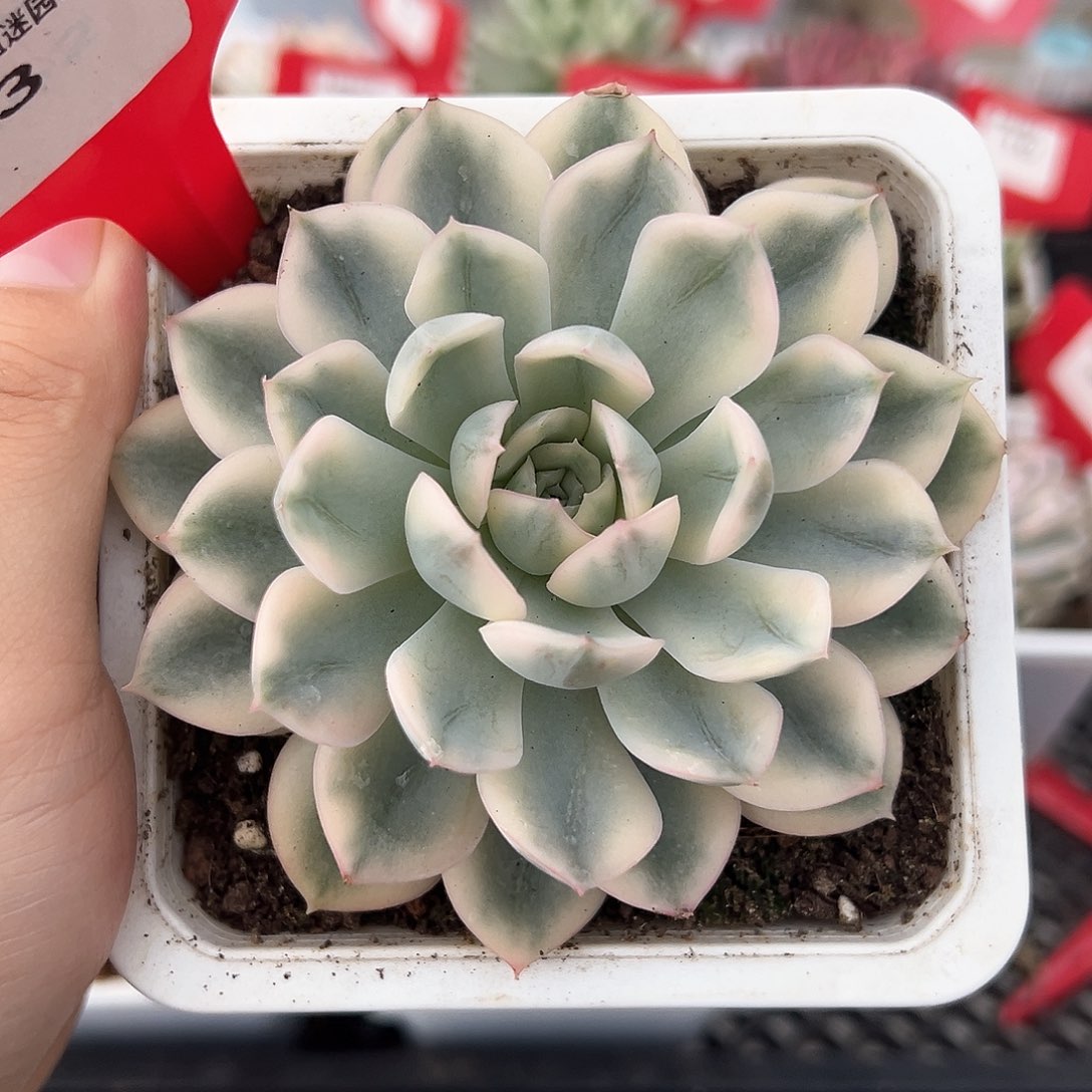 3号月亮仙子锦多肉植物