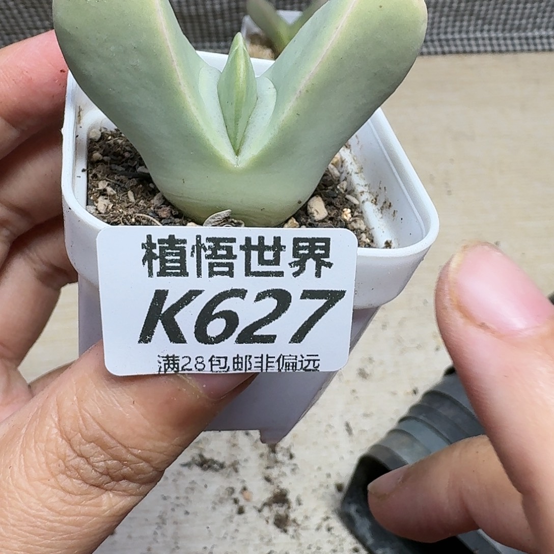 多肉植物的人生vjkkk